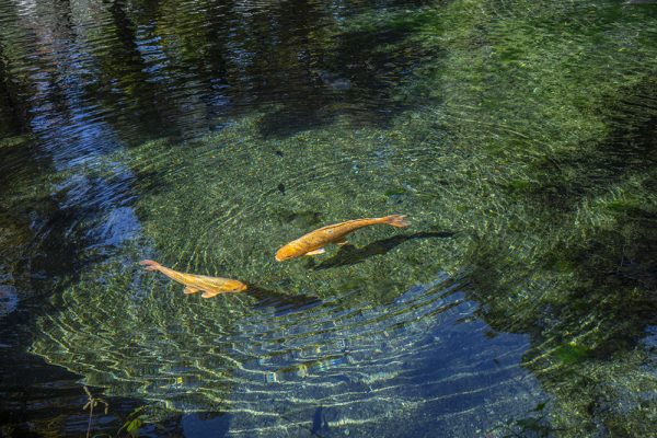 賃貸ガレージハウス|ICからの関東ドライブ|出流原弁天池 泳ぐ鯉