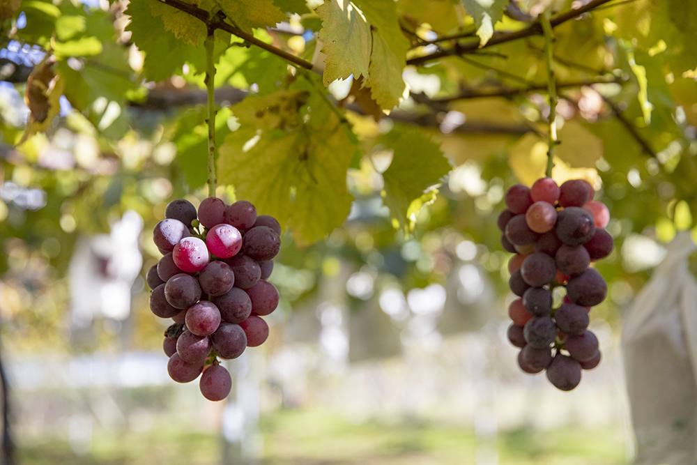 賃貸ガレージハウス|ICからの関東ドライブ|ぶどう園のぶどう